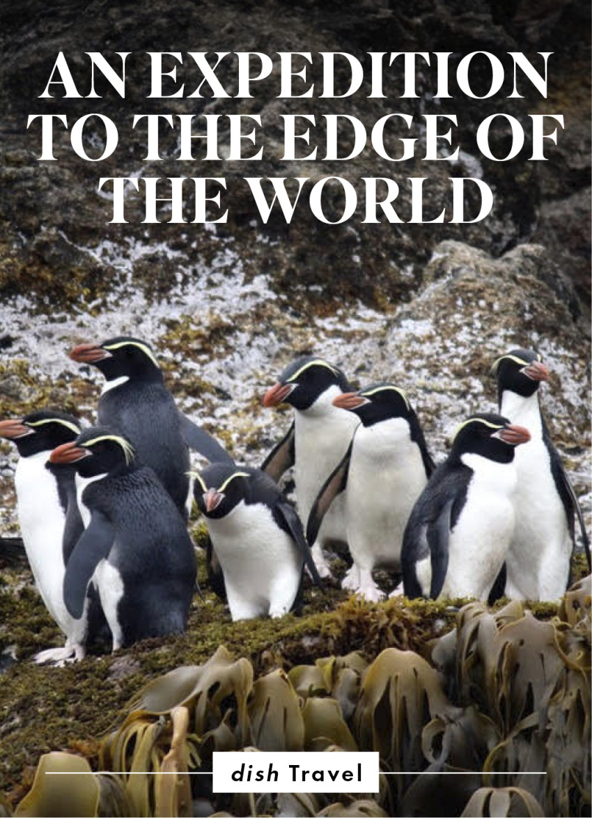 Royal penguins on Macquarie Island during Ponant cruise