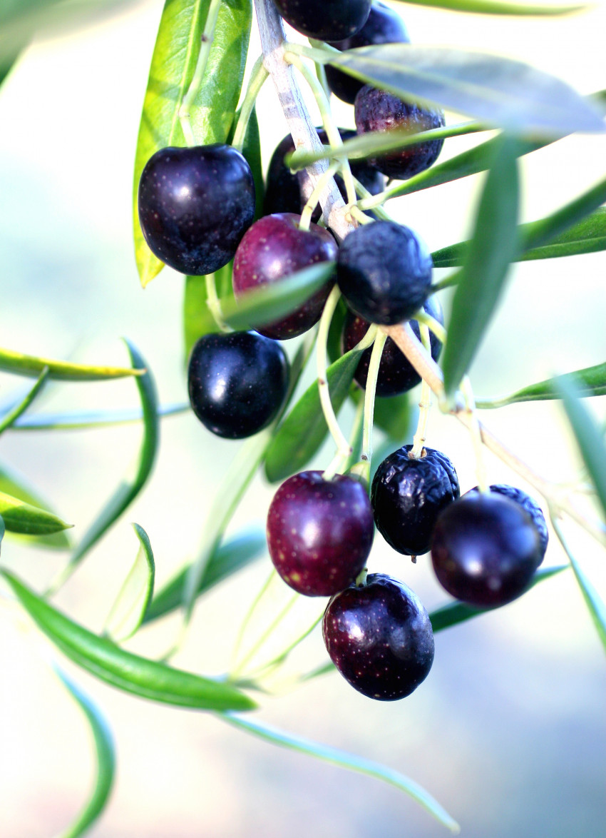 Adopt your very own Olive Tree