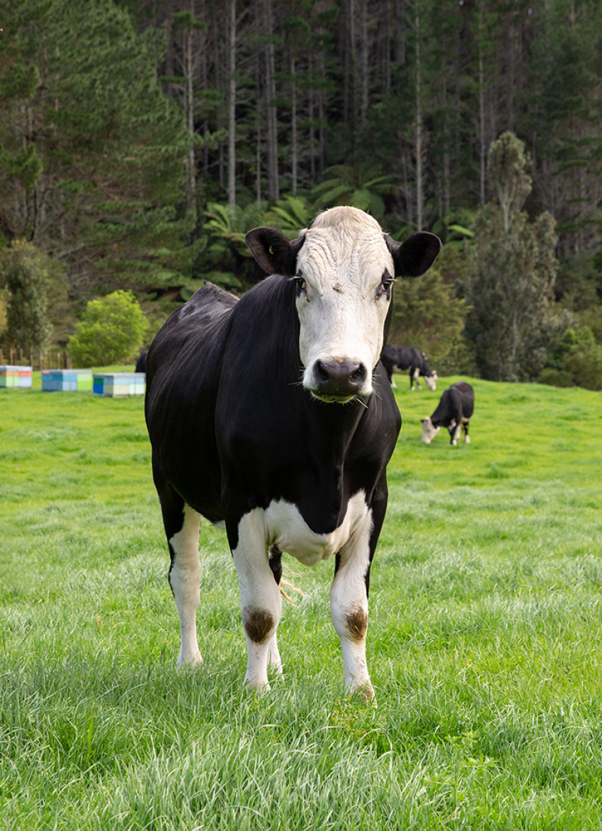 Clean farming: a meaty topic